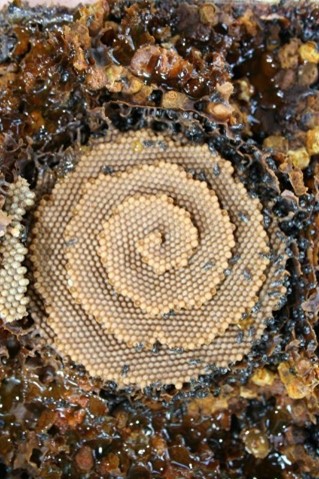 Photo of honeycomb